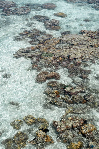 Lebende Korallen Bei Ebbe Auf Sampoerna Sabah Malaysia — Stockfoto