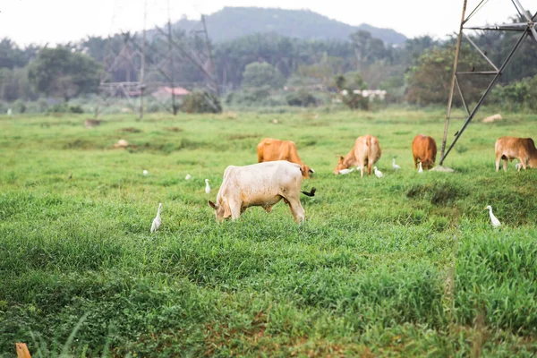 Mucche Pascolo Campo Verde Villaggio Paese Tropicale — Foto Stock