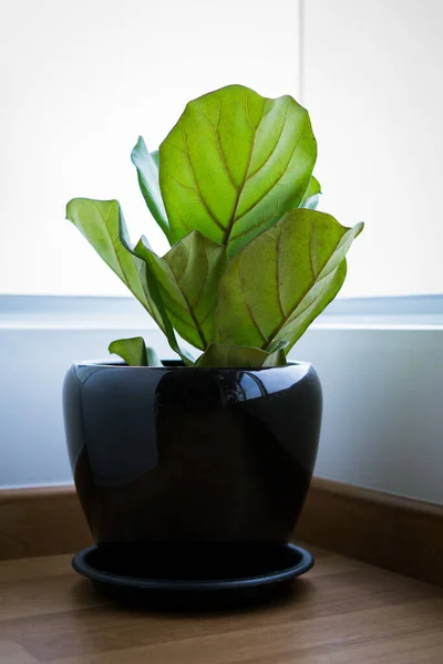 A Fiddle Leaf Fig or Ficus lyrata pot plant with large, green, shiny leaves planted in a black pot sitting on a light timber floor isolated on a bright, white background.