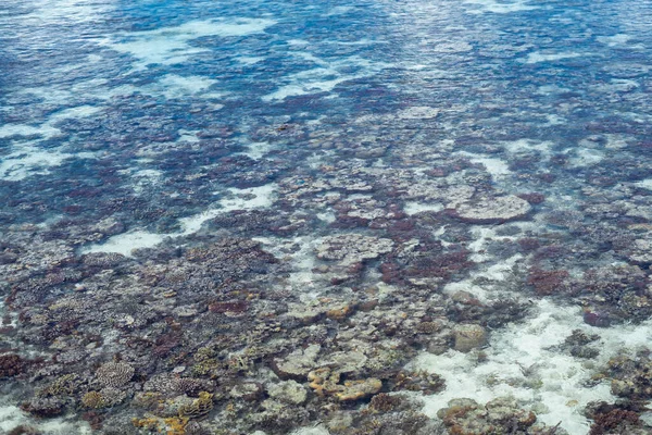 Rafa Koralowa Wokół Wyspy Morzu Celebes Podczas Odpływu Sprawia Niesamowite — Zdjęcie stockowe