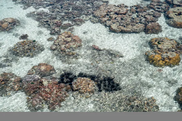 Coral Vivo Maré Baixa Sampoerna Sabah Malásia — Fotografia de Stock