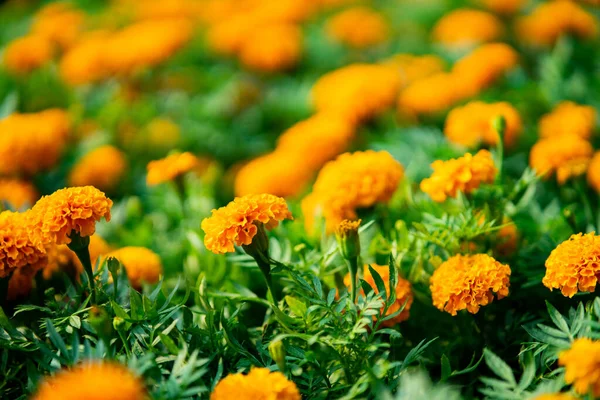 Laranja Flores Calêndulas Florescendo Jardim — Fotografia de Stock