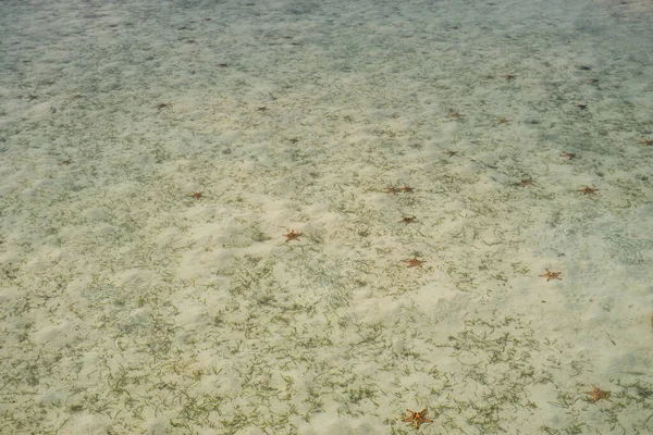 Celebes Denizi 'nin dibinde denizyıldızı var.