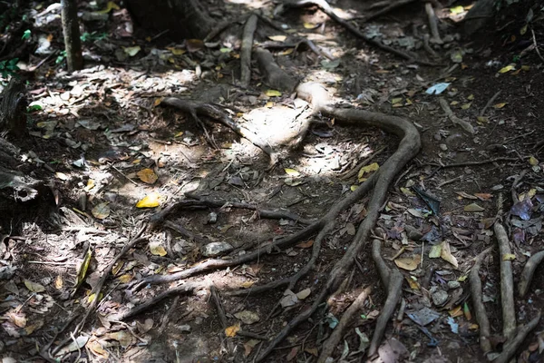Akar Pohon Tanah Hutan Tropis — Stok Foto