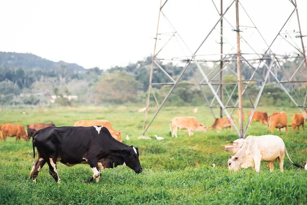 Mucche Pascolo Campo Verde Villaggio Paese Tropicale — Foto Stock