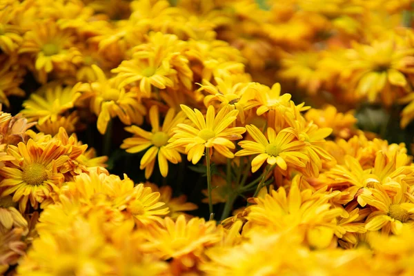 Laranja Amarelo Crisântemo Flores Florescendo Jardim — Fotografia de Stock