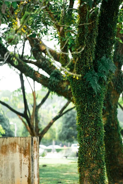Contexte Texture Plantes Rampant Vert Poussant Sur Arbre Malaisie — Photo