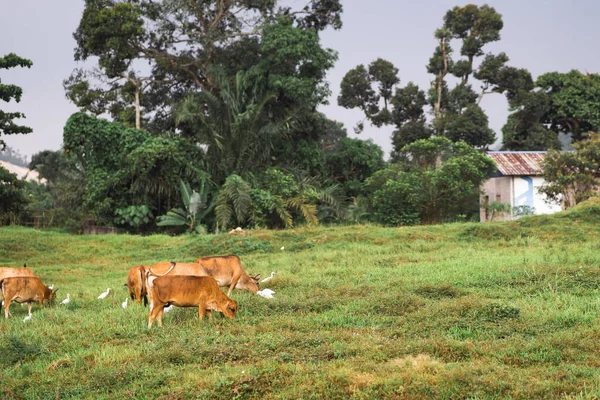 Αγελάδες Βόσκουν Ένα Καταπράσινο Χωράφι Ένα Χωριό Μια Τροπική Χώρα — Φωτογραφία Αρχείου