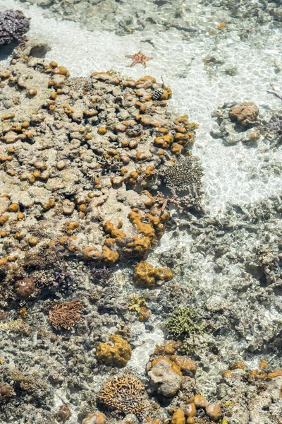 Levend Koraal Bij Sampoerna Sabah Maleisië — Stockfoto