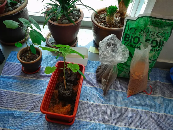 Okra Plant Groeit Eigen Tuin Azië Natuur Concept Met Zonsondergang — Stockfoto