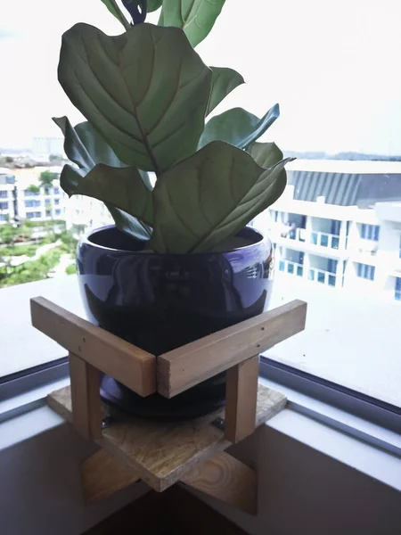 indoor plant on stand fiddle leaf fig tree near window in an apartment.