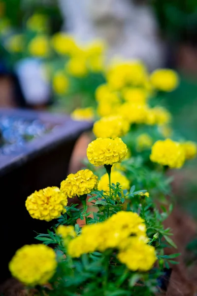 Flores Amarelo Calêndula Florescendo Jardim — Fotografia de Stock