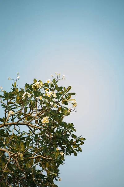 Λευκά Λουλούδια Στο Δέντρο Στον Καταγάλανο Ουρανό — Φωτογραφία Αρχείου