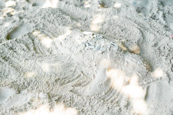 Beach Sand Sea Shells Sunny Day — Stock Photo, Image