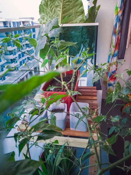 Yenilebilir Güzel Bitkilerle Dolu Balkon Bahçesi Geri Dönüşümlü Eşyalar — Stok fotoğraf