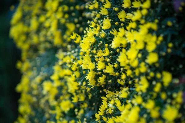 Gele Bloemen Hangend Aan Verticale Tuin — Stockfoto