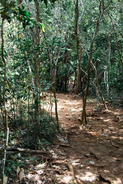 Verdadero Entorno Forestal Los Trópicos Selva Tropical Asiática Borneo — Foto de Stock
