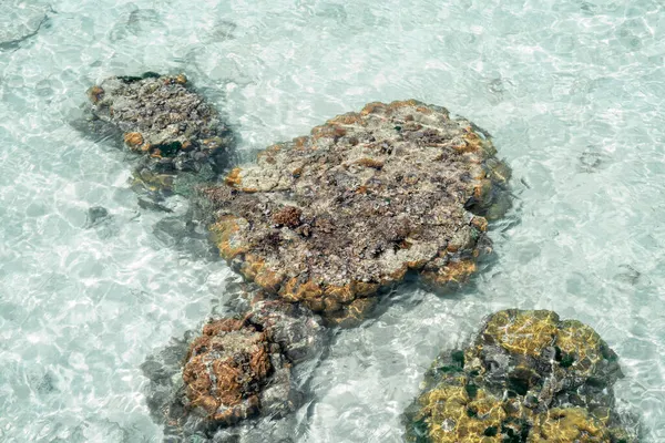 Corallo Vivo Con Bassa Marea Sampoerna Sabah Malesia — Foto Stock