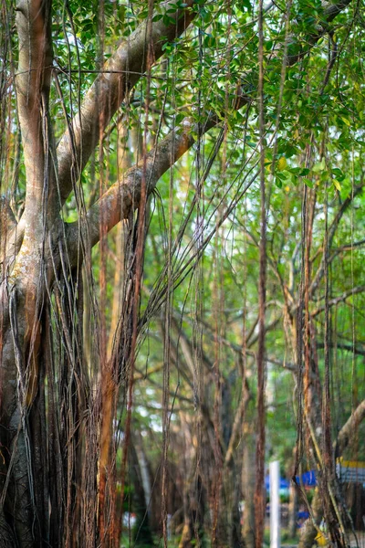 Árnyas Fák Mellett Banyan Fák Tóparton Napsugár Ragyog Banyan Fák — Stock Fotó