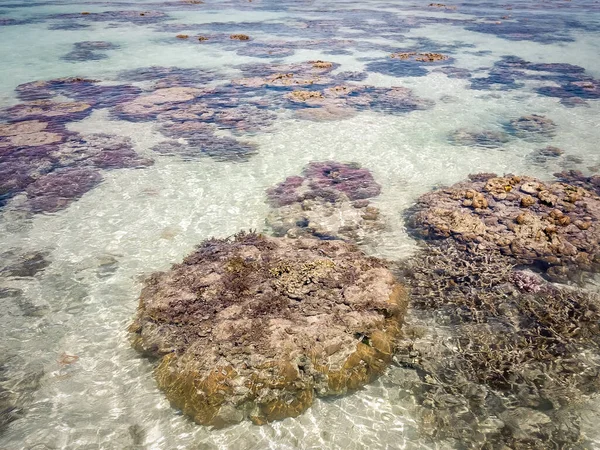 Rafa Koralowa Podczas Odpływu Wyspie Pobliżu Pulau Bum Bum Semporna — Zdjęcie stockowe