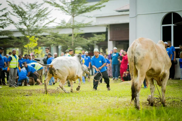 Selangor Malajsie Srpna 2019 Obětní Hostina Známá Také Jako Hari — Stock fotografie