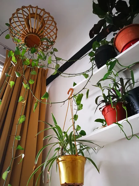 Green Plants White Shelves White Wall Room Plant Shelfie Indoor — Stock Photo, Image