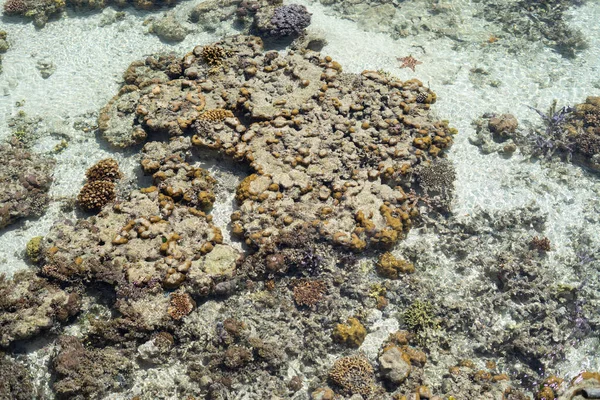 Живые Кораллы Время Отлива Сампурне Штат Сабах Малайзия — стоковое фото