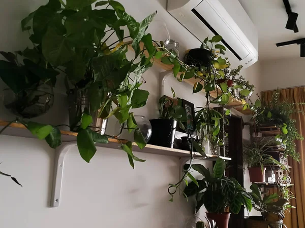Grüne Zimmerpflanzen Haus Grünpflanzen Regalkonzept — Stockfoto