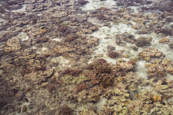 Roral Reef Intorno Isola Nel Mar Celebes Durante Bassa Marea — Foto Stock