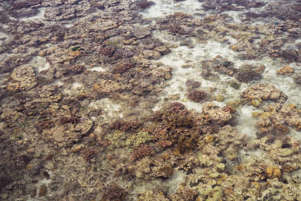 Récif Buccal Autour Une Île Dans Mer Célébes Pendant Marée — Photo