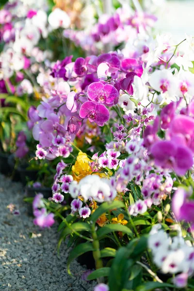 Fechar Orquídea Listrada Rosa Bonita Phalaenopsis Fundo Verde Jardim Esta — Fotografia de Stock