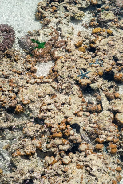 Live Coral Low Tide Sampoerna Sabah Malaysia — Stock Photo, Image