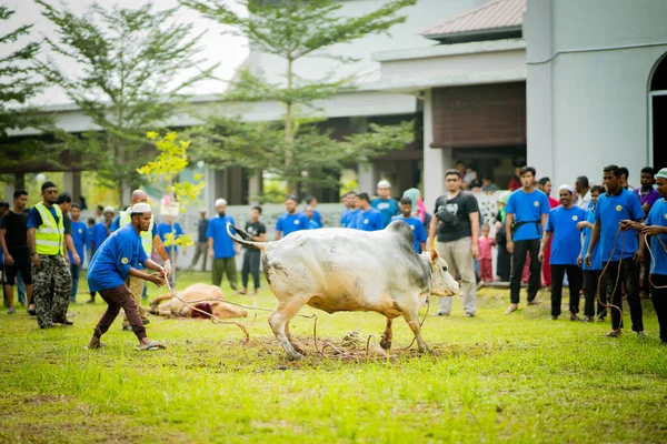 Selangor Μαλαισία Αυγούστου 2019 Sacrifice Feast Επίσης Γνωστή Hari Raya — Φωτογραφία Αρχείου