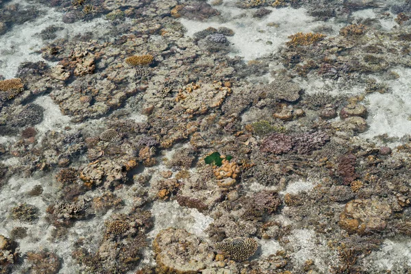 Ζωντανά Κοράλλια Χαμηλή Παλίρροια Στη Sampoerna Sabah Μαλαισία — Φωτογραφία Αρχείου