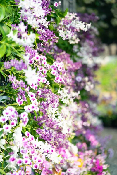 Várias Flores Roxas Jardim — Fotografia de Stock