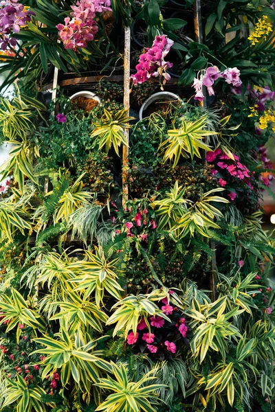 Tropische Bladeren Gebladerte Plant Bush Bloemstuk Natuur Tuin — Stockfoto