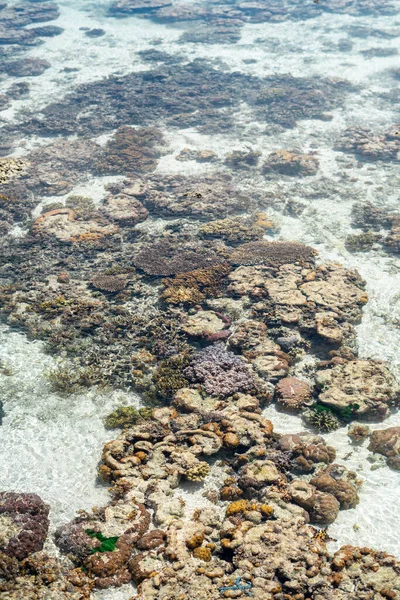 Coral Vivo Maré Baixa Sampoerna Sabah Malásia — Fotografia de Stock