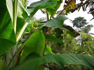 Bahçede yeşil yapraklı muz ağacı