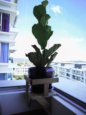 Bir apartmanın penceresinin yakınındaki kapalı bir tesiste keman yaprağı ağacı.