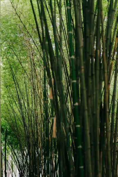 Floresta Bambu Fundo Natureza Verde — Fotografia de Stock