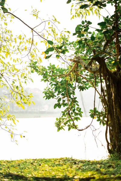 Σκιερό Από Δέντρα Banyan Δέντρα Κήπο Στη Λίμνη Ηλιαχτίδα Λάμπει — Φωτογραφία Αρχείου