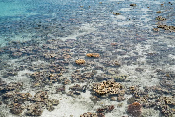 Élő Korall Apálykor Sampoerna Sabah Malajzia — Stock Fotó