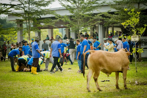 Selangor Malasia Agosto 2019 Fiesta Del Sacrificio También Conocida Como — Foto de Stock
