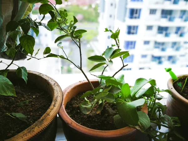 Okra Planta Que Crece Jardín Casero Asia Concepto Naturaleza Con —  Fotos de Stock