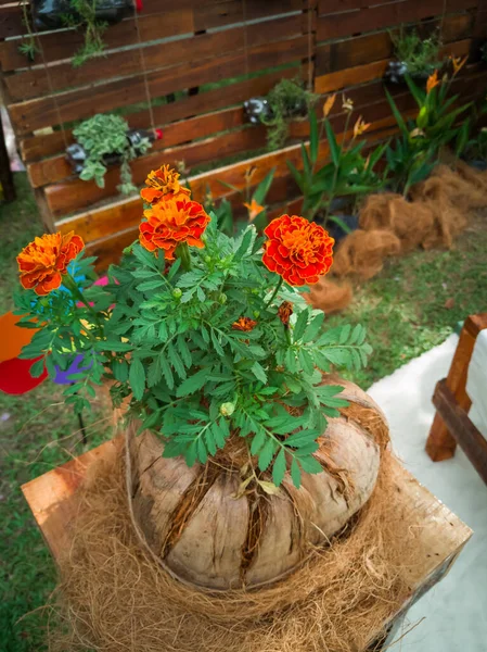 Prachtige Bloemen Geplant Een Oude Kokosnoot Schil Hergebruik Recycling Upcycle — Stockfoto