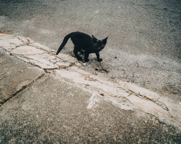 Asfalt Yolda Yürüyen Sevimli Siyah Kedi Yavrusu Kedi Kameraya Bakıyor — Stok fotoğraf