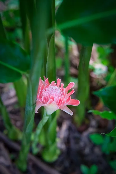 Πιπερόριζα Etlingera Elatior Όμορφο Φαγώσιμο Λουλούδι Στον Κήπο — Φωτογραφία Αρχείου