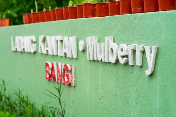 Bangi Malajzia 2021 Október Mulberry Kantan Vagy Etlingera Elatior Farm — Stock Fotó
