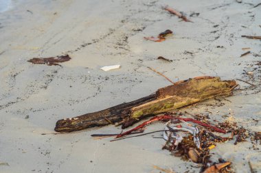 Plastik cerrahi ile plajda Serseri Ahşap. Çevre kirliliği.