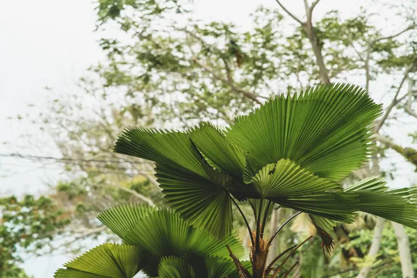 Licuala Grandis Una Palmera Solo Tallo —  Fotos de Stock